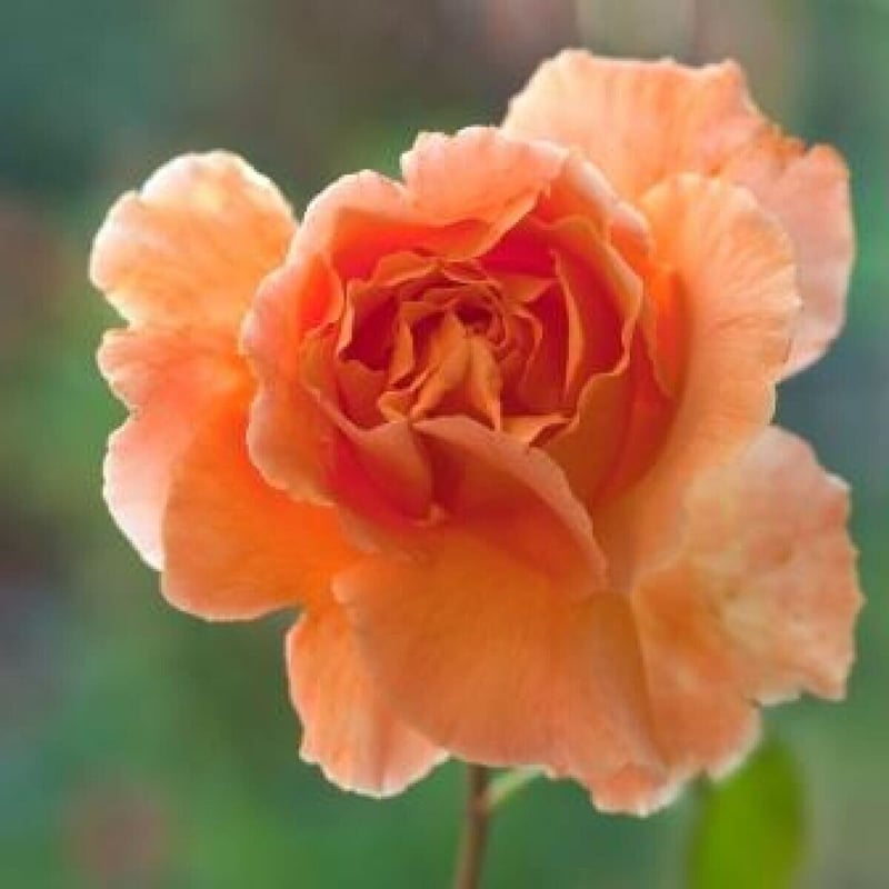 Time to smell the roses with GardenShop FloraFarm’s 2016 Rose Show