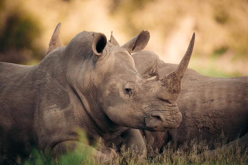 Saving the Wild Seeks Us Sanctions against South African Court Officials