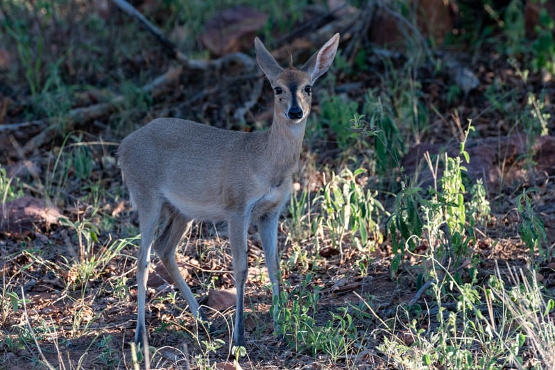 Investors are Fast Discovering the Benefits of Investing in Property with a Conservation Ethos