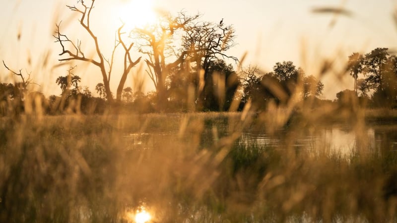 Singita Sets December 2026 Opening For Elela Lodge Bringing New Luxury To The Okavango Delta