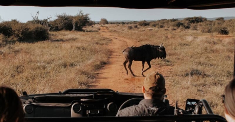 Exploring the Essence of Kosher Travel - A Comprehensive Guide to Kosher Safaris in Africa