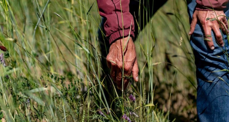South African Wine Brands Rethink Production As Climate Pressures Drive Demand For Sustainable Practices