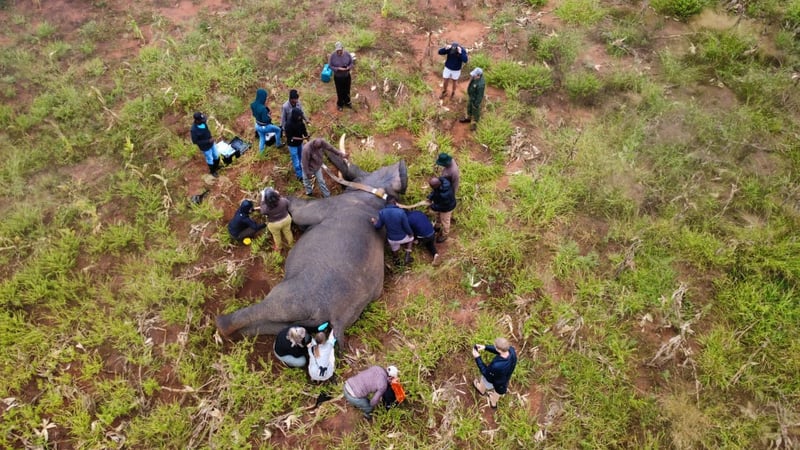 Hot Cares helps protect both elephants and communities with R79 000 donation to Elephants Alive