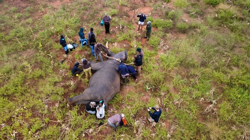 Hot Cares helps protect both elephants and communities with R79 000 donation to Elephants Alive