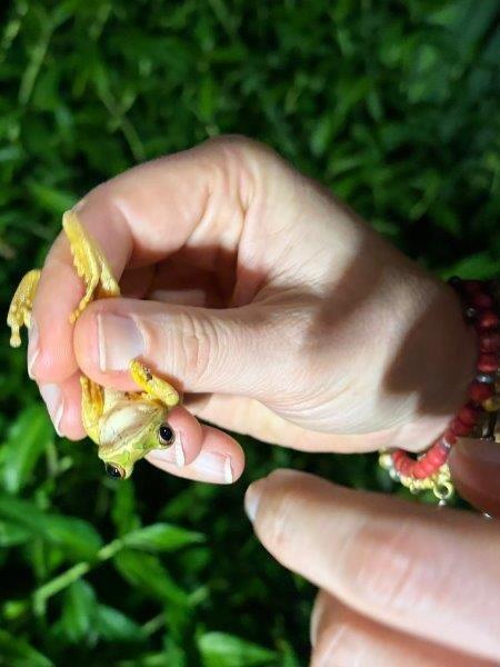 Elusive Pickersgill’s Reed Frog discovered on Crocworld frogging walk