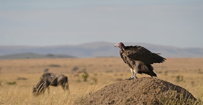 Government Highlights Urgent Need To Protect Vultures As Vital To Ecosystem And Public Health