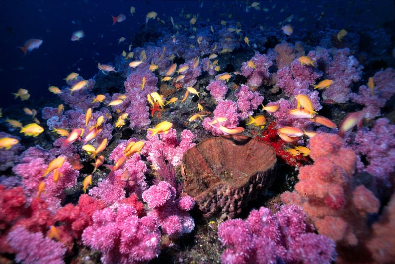 South African-established Marine Protected Areas (MPA) Day Gets United Nations Endorsement in 2026