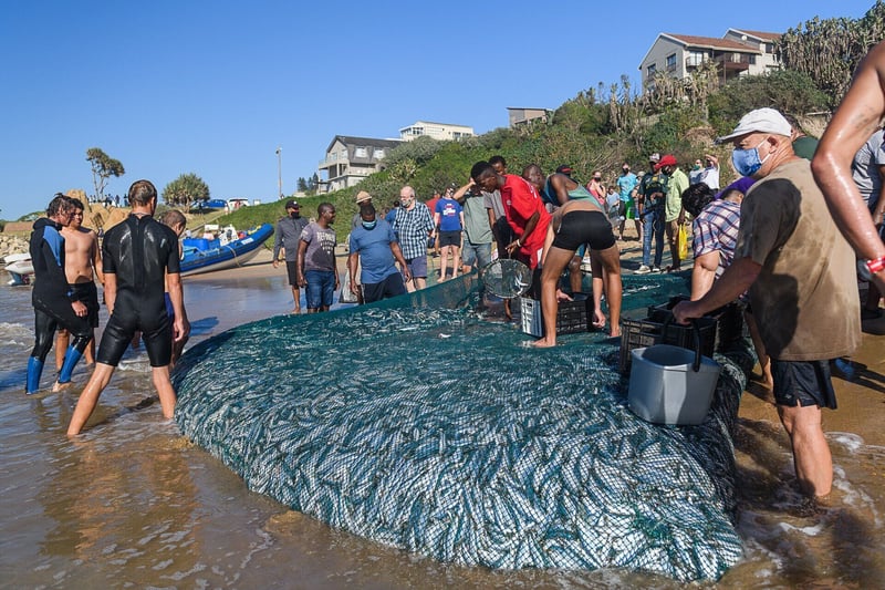 Don’t Miss These Epic Sardine Run Events Taking Place on the KZN South Coast!