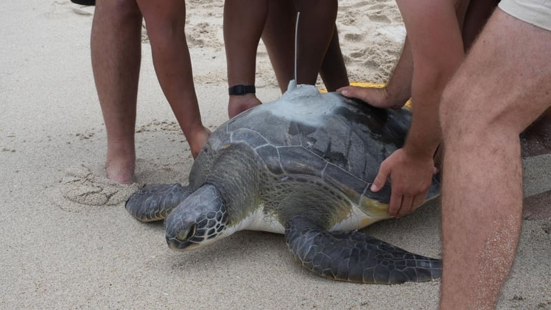 Two Oceans Aquarium Foundation Releases Rehabilitated Turtles At De Hoop Marking A Milestone In Conservation