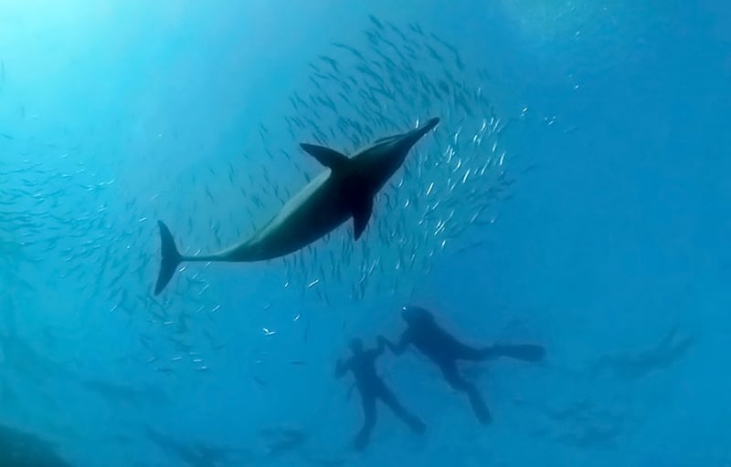 Oceans Africa Announces Sardine Run 2026 Diving Packages - Experience South Africa’s Greatest Ocean Event