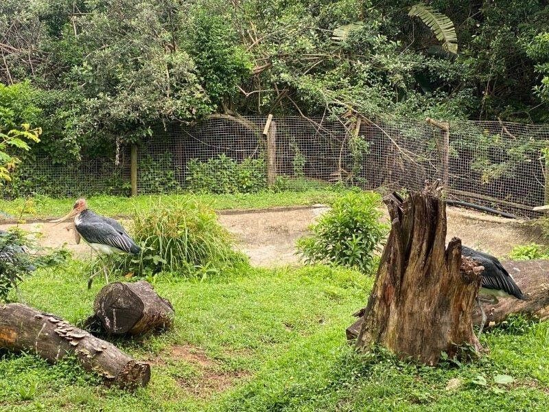 Norris the Stork returns to the Crocworld display