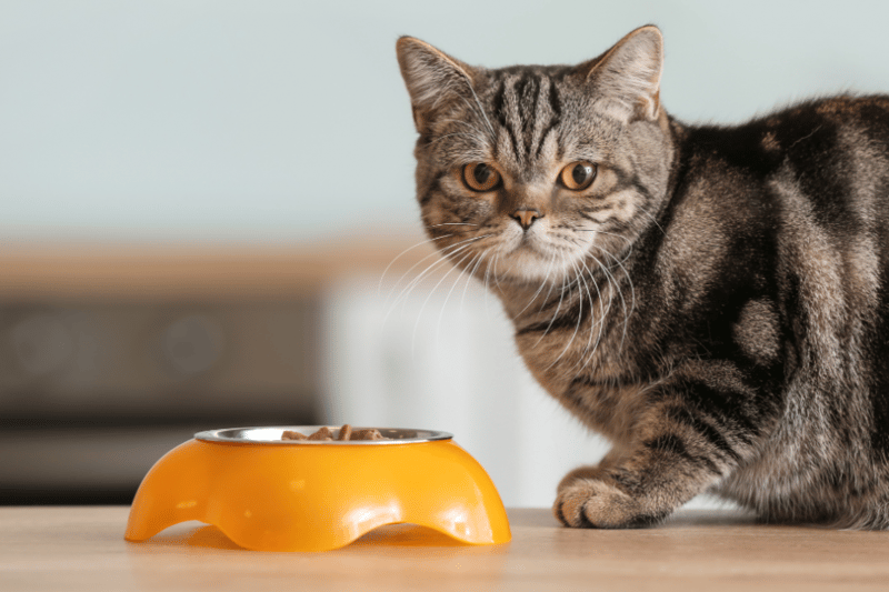 Choosing Cat Food That Keeps Cats Healthy