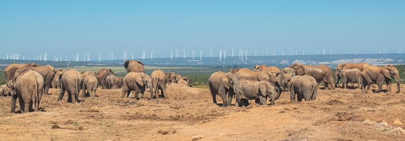 The Wind Farm Dilemma - Balancing Renewable Energy with South Africa's Natural Beauty