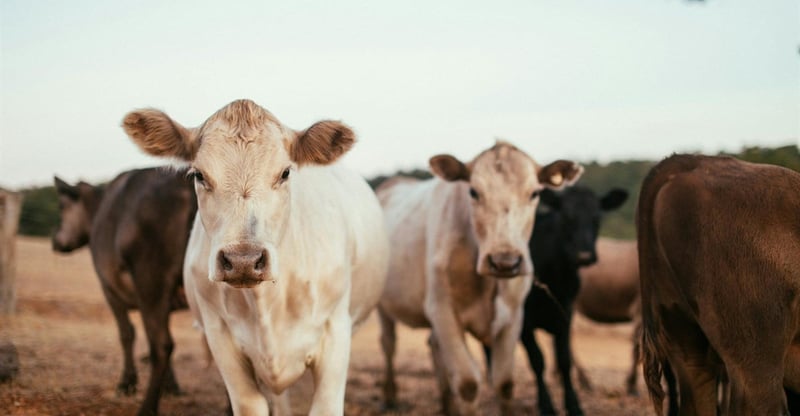Industry Leaders Warn Of Continued Volatility In South Africa’s Beef Sector Through 2026