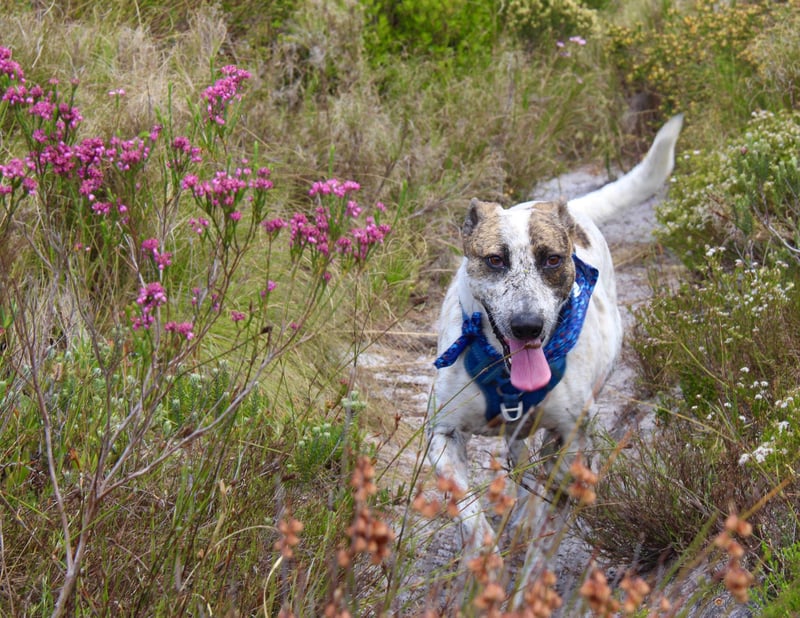 Charlie’s Journey - From Mange to a Loving Home