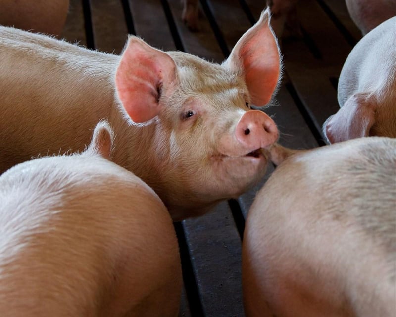 Sappo advances traceability and welfare at 2026 AGM as pig disease risks persist