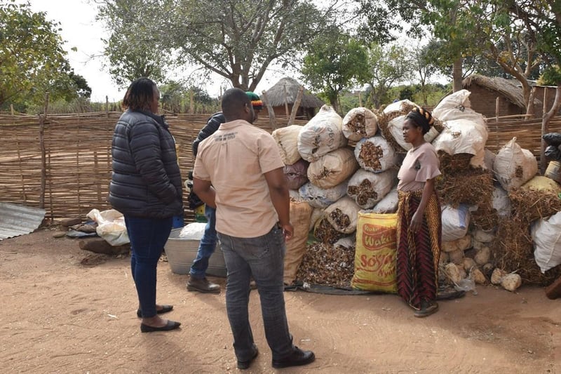 Zambian Women’s Cooperative Boosts Income via Mushroom Farming Project