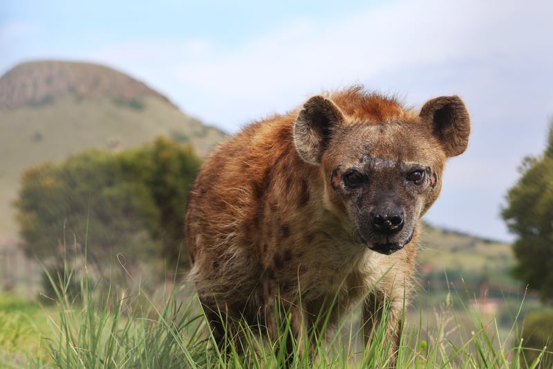 Once Forgotten, Now Celebrated -  Meet Phiri the Hyena at LIONSROCK Big Cat Sanctuary