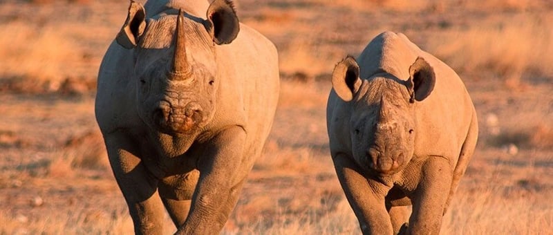 South African Gin Contributes R60,000 To Conservation