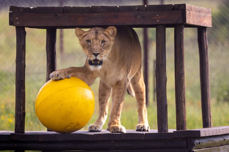 Share Love This Valentine’s Day - Symbolically Adopt a Big Cat with FOUR PAWS