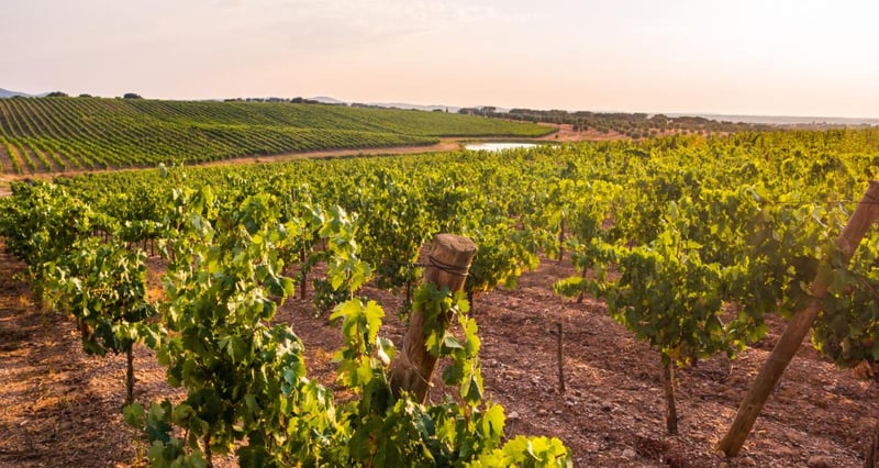 Agritourism Gains Momentum As Key Growth Driver Supporting Jobs And Rural Economies In South Africa