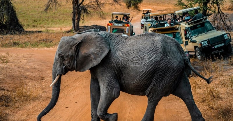 Conservation Tourism Growth Brings Focus To Africa’s Endangered Wildlife And Eco-Destinations