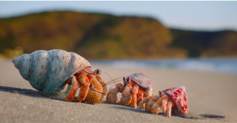 Zuzu The Hermit Crab - Where Animation Meets Activism