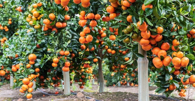 Bollo And Clemengold Partner For Year-round Premium Mandarins