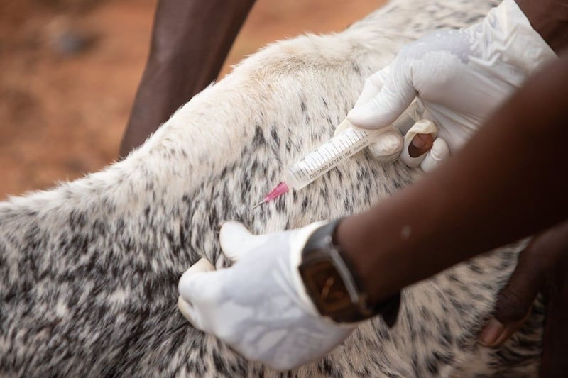 South Africa records 115 animal rabies cases in 2026; Agriculture Minister urges vaccination and vigilance