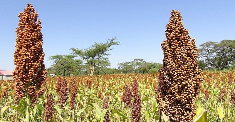 Landmark Decision Secures Kenyan Farmers’ Seed Sharing Rights And Strengthens Community Food Security