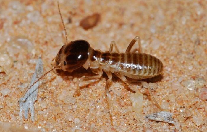 Pretoria Pest Control Firm Launches Free Termite Inspection Workshops to Educate Local Communities