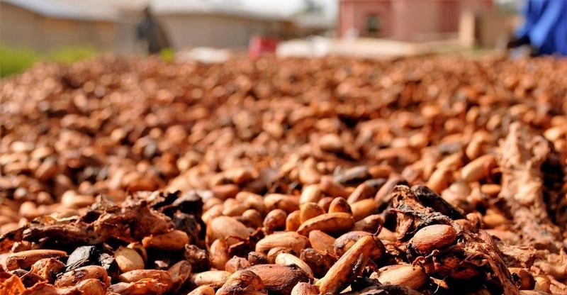 Ghana Cocoa Regulator Moves To Address Liquidity Crunch As Buyers Face Rising Debt