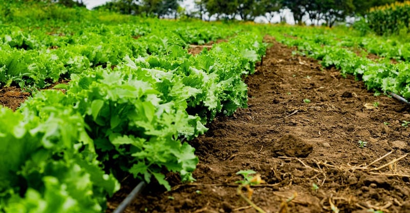 Agricultural Resilience Hinges On Protecting Soil And Water As Pressures Rise Across The Sector