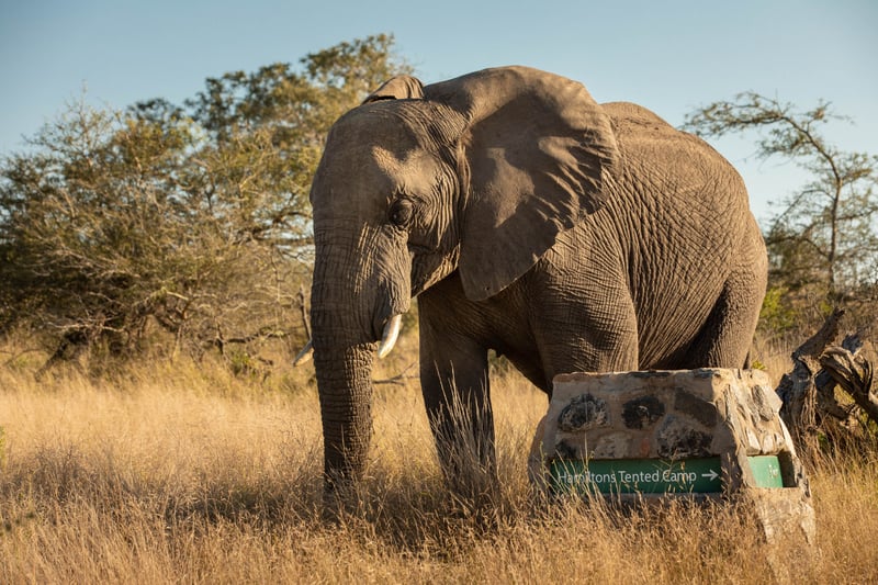 Kruger National Park in High Demand as Safari Travel Booms