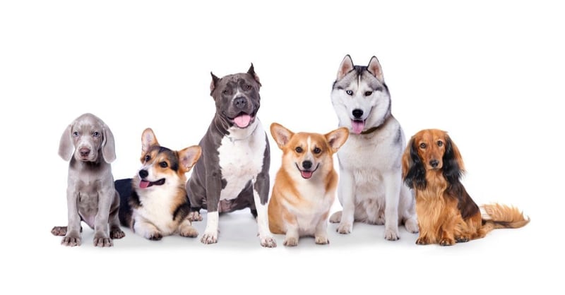 Flexcare - The Best Joint Supplement for Dogs on the Market