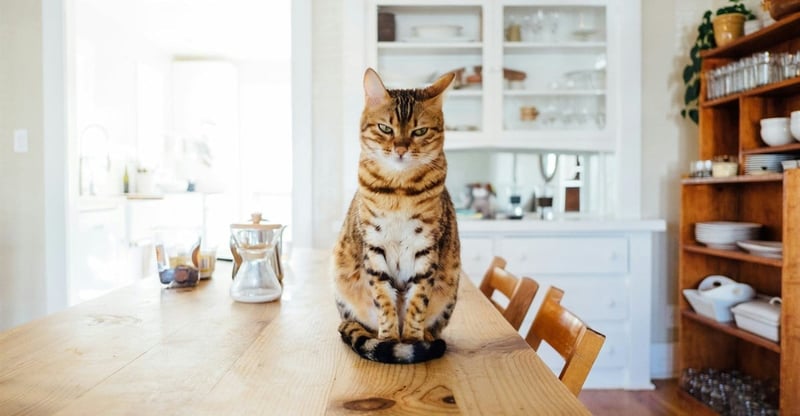 Mealtime Cues From Cats What Eating Habits Reveal About Comfort And Preference