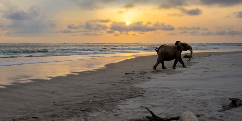 FlyGabon Strengthens Africa Connectivity While Positioning Gabon as an Emerging Eco-Tourism Hotspot