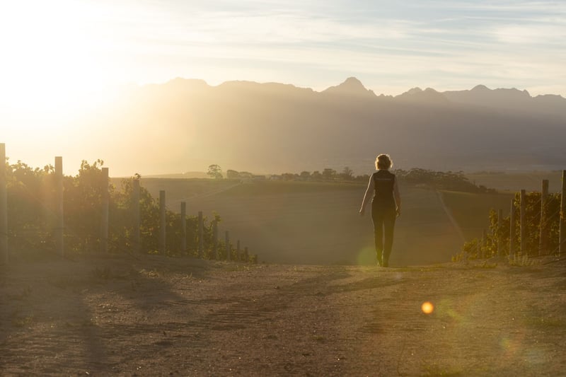 Fresh Off The Press | Backsberg Family Wines Harvest Report 2025