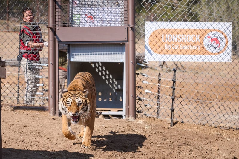 15 Rescued Big Cats Arrive Safely at LIONSROCK