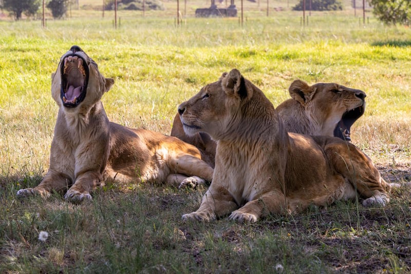 Growing in Freedom - 18 Years Since the Rescue of the Braila Lions