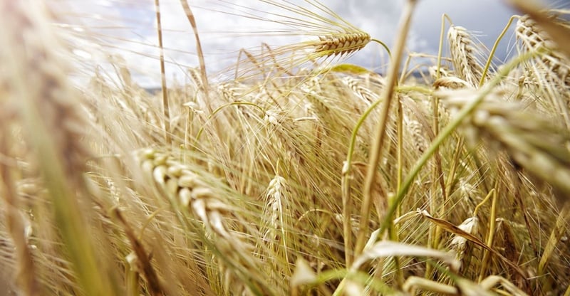 Agriculture GDP Surges 2.8 Percent In Q2 2025 With Horticulture And Animal Products Driving Growth