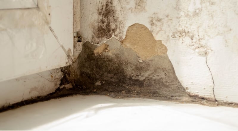 Dealing with Damp Walls? Here’s Your Essential Guide to Internal Wall Damp Proofing