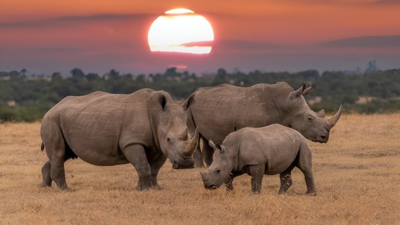 Bothongo Rhino and Lion Nature Reserve Launches Sunset Safari Game Drives