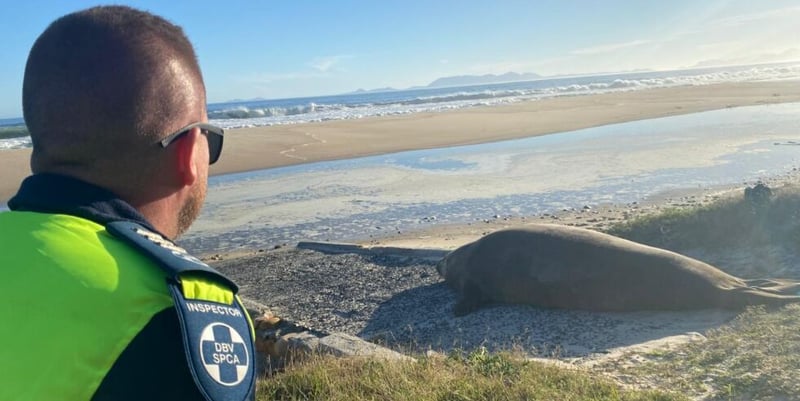 Rare Elephant Seal Sighting In Gordon’s Bay Leads To Massive Multi-Agency Rescue Operation