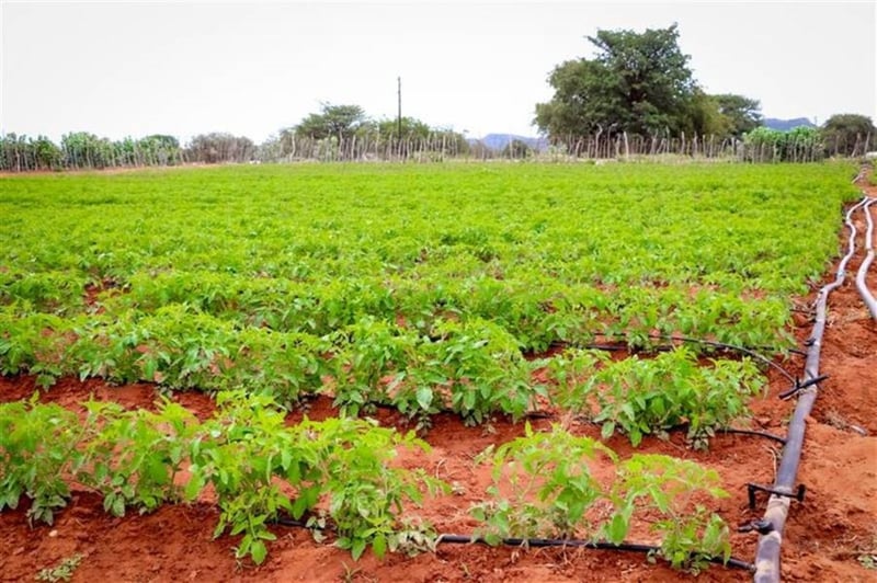 Tiger Brands Hulisani Agriculture Development programme onboards second cohort of local emerging farmers, women farmers lead in numbers