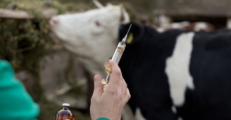 South Africa Targets 80 Percent Herd Vaccination In Nationwide Animal Health Drive