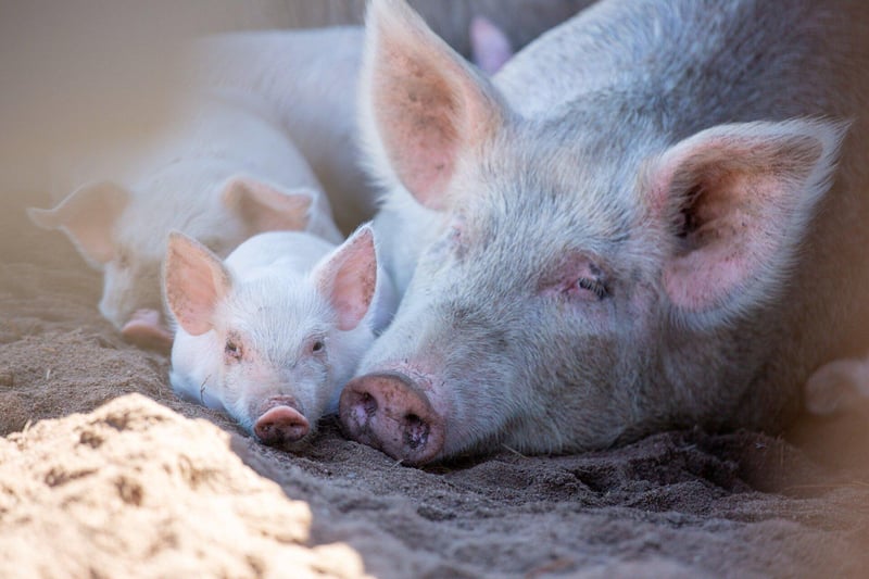 Healthier Farm Animals, Healthier Communities