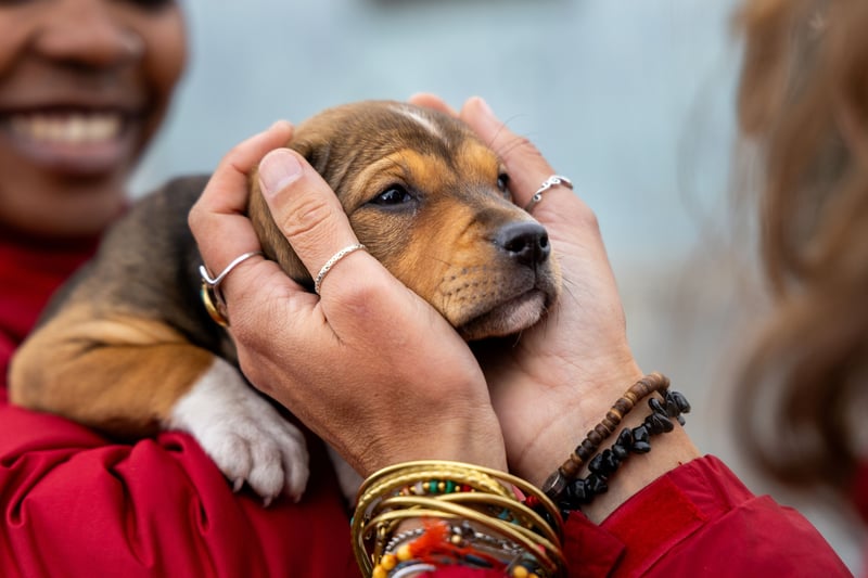 From Crisis to Compassion - How Communities Can Be Part of the Rescue Movement