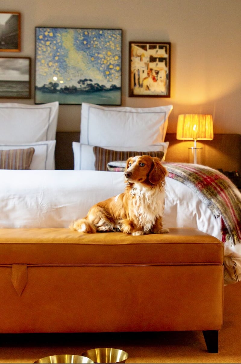 Erinvale Estate Hotel & Spa Celebrates Dog-Friendly Status - Offering Exceptional Stays for All Family Members, Furry Friends Included