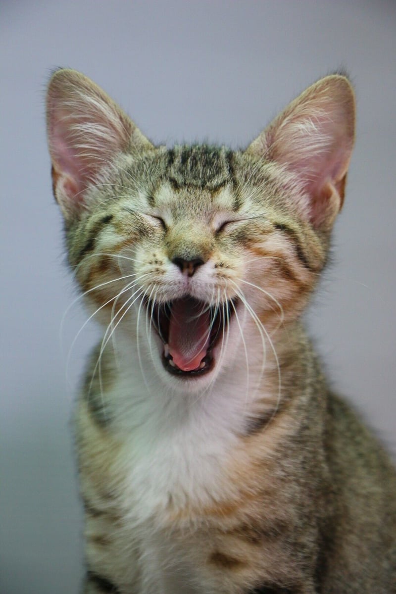 Call to adopt - Let them become your feline couch potatoes